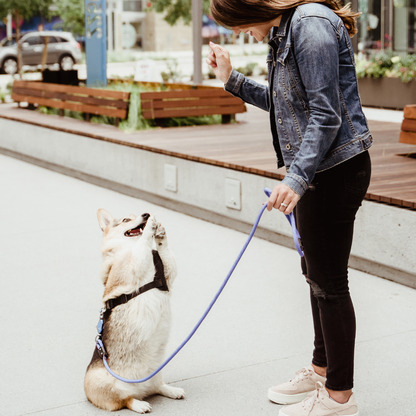 Woman standing with a dog on Up Dog magnetic leash in an urban setting