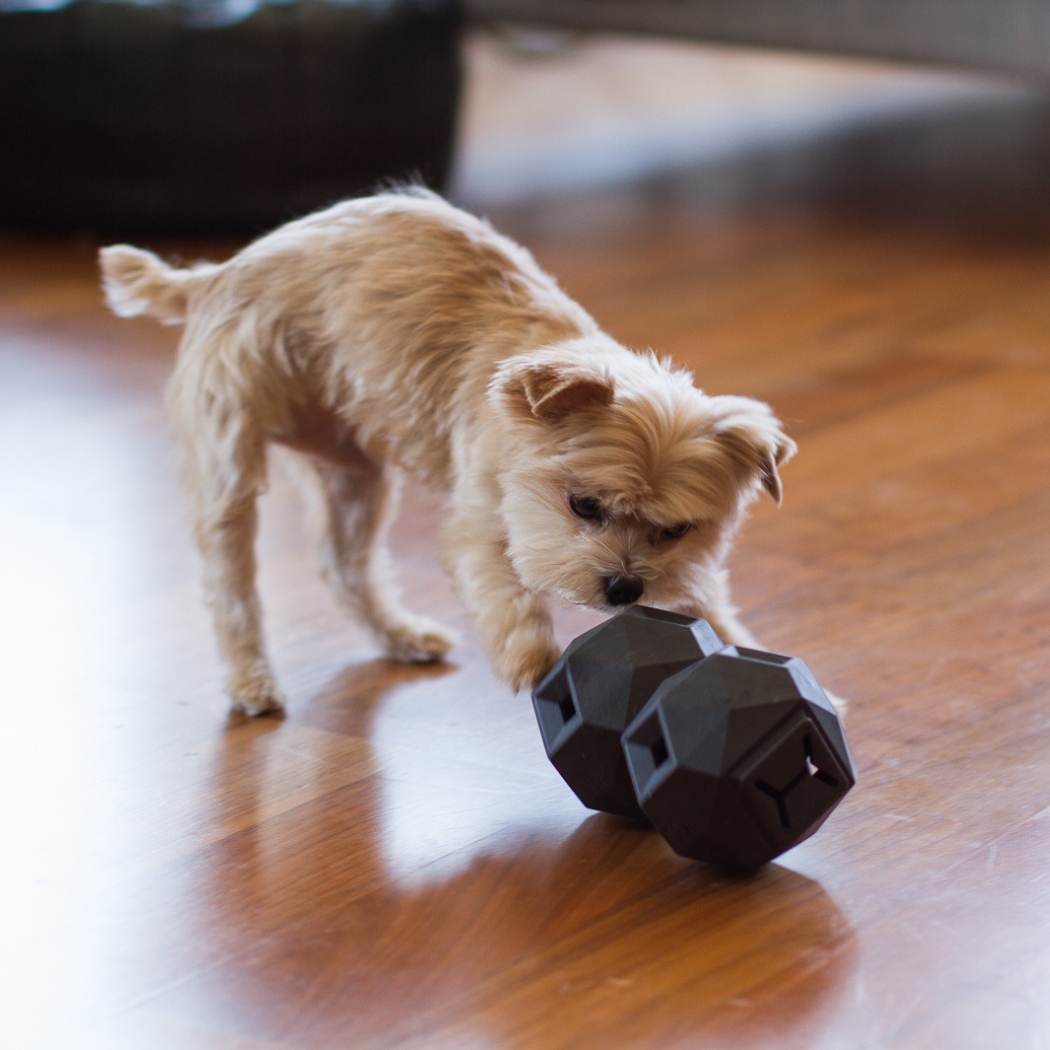 Small dog playing with Odin treat dispensing toy on a wooden floor.