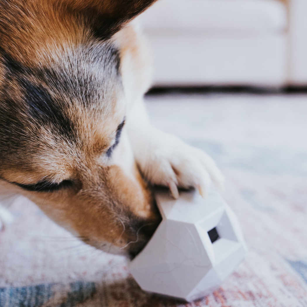 Dog playing with a Up Dog Odin toy on a carpeted floor.