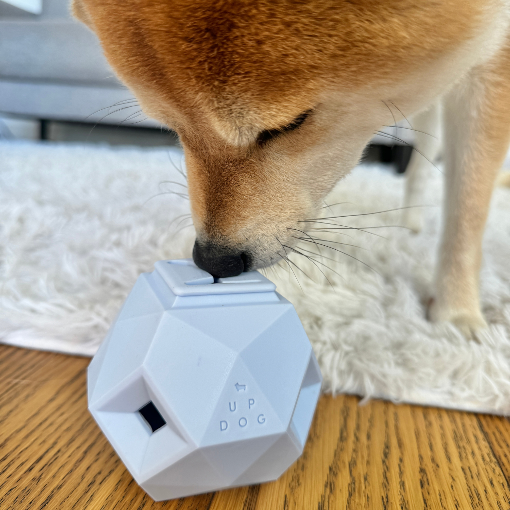 Shiba Inu interacting and playing with treat dispensing puzzle toy - by Up Dog Shop