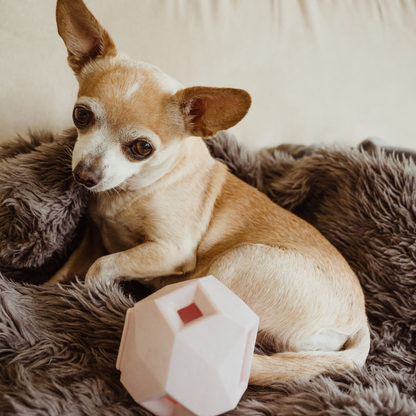 Small dog with its favorite treat ball toy by Up Dog Shop